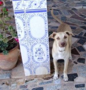 Halbstarker kleiner Rüde Juanito