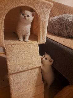 Nur noch 2 reinrassige BKH-Kitten mit Luchsohren Teddygesicht