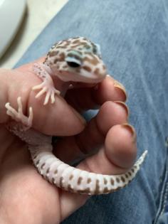 1. 0 Mack super Snow Raptor Leopardgecko Männchen Enz 22 Übergabe Houten oder Hamm möglich