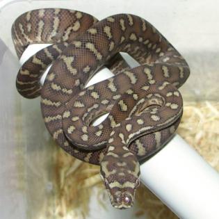 Baumpython. Bredli kückennatter