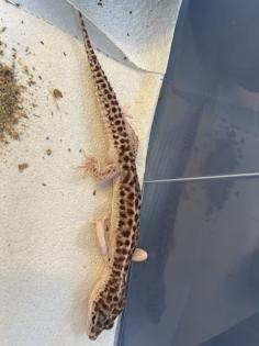 Leopardgecko Gruppe 8 Tiere mit Terrarium