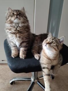 4 Süßes BKH und BLH-Kitten