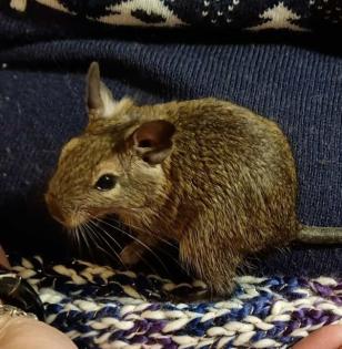 Degu Jungtiere abzugeben