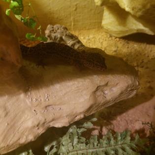 VK Terrarium mit 4 Leopardengeckos