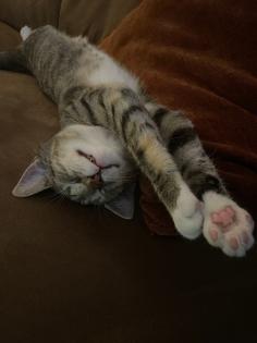 Katze Europäisch Kurzhaar 5 Monate