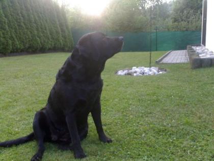 Best erzogerne 100 Liebe Labrador hündin sucht