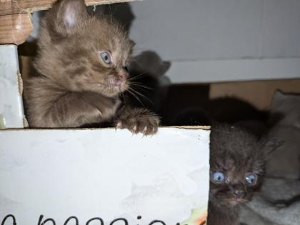 Wir bieten liebevolle gut erzogene reinrassige Britisch-Kurzhaar-Kitten zu erschwinglichen Preise