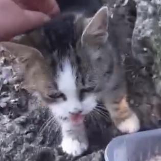 Fundkatze LUISA sucht ein Zuhause
