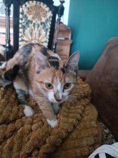 Dreifarbige liebe 10 monate junge Katze abzugeben
