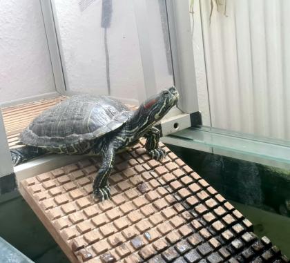 Verschenke Wasserschildkröten