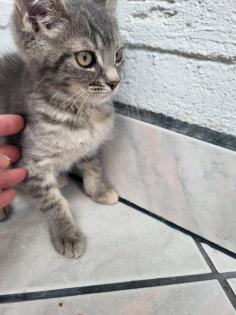 Bkh Mix Kitte Hunde gewöhnt