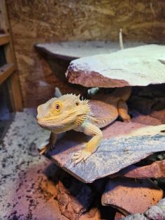 Bartagme sucht ein neues Zuhause