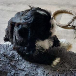 Shih Tzu Welpen