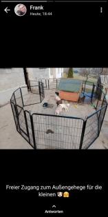 Labrador Welpe braun Mädchen