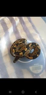 Python Regius 4 Jungtiere classic