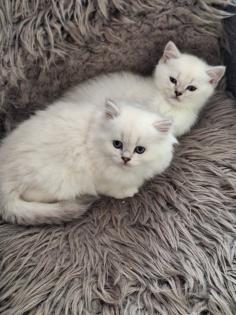 Kitten mit himmelblau Augen