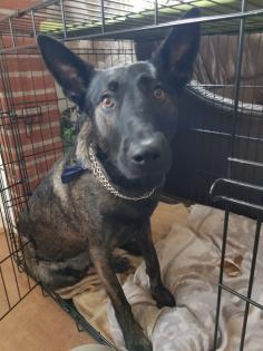 X Herder Hündin sucht perfektes zu Hause