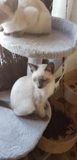 Siam / Thai Kitten Blue Point Babys Kätzchen. 1 Junge. Abgabebereit.