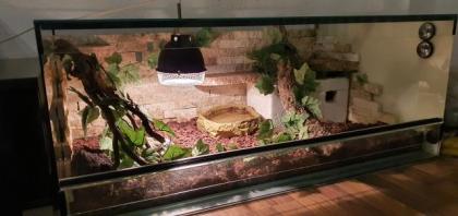 Python Regius Königspython Classic/ Mojave
