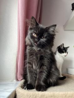 2 Baby BKH-Mix Kitten bereit für Abgabe