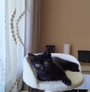 BKH Katze Black Gold Tabby Classic