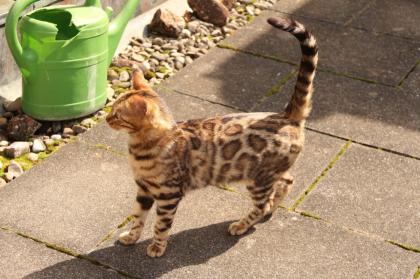 Wunderschöne Bengal Kitten Mini Leoparden