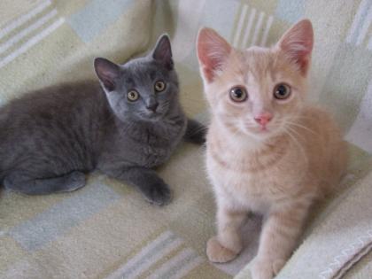 Süße kleine Katzenbabys / Kätzchen / Kitten