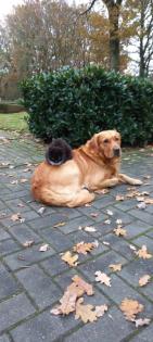 Deckrüde Golden-Retriever mit Erfahrung