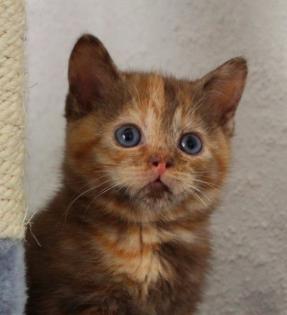 Britisch Kurzhaar Mädchen in chocolate tortie abzugeben