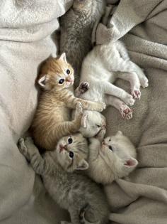 Britisch Kurzhaar Kitten