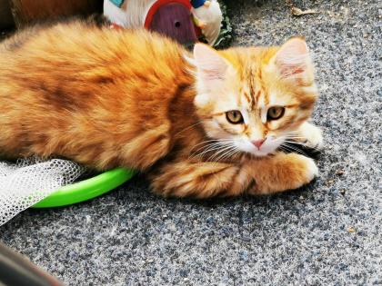Sibirische Waldkatzen