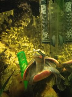 Emydura subglobosa Rotbauch-Spitzkopfschildkröten Wasserschildkröten