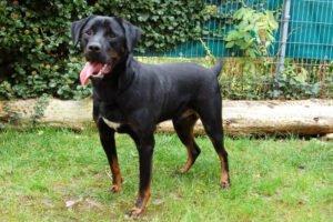 CHOPPER - männlich 2 Jahre 59 cm 36 kg Boxer-Labrador-Mix Gechipt Kastriert