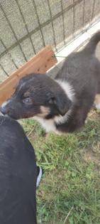 Australian Shepherds