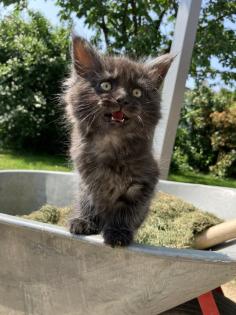 Maine Coon Kitten Kater reinrassig