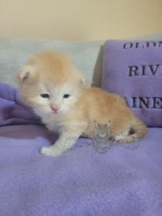 Wundervolle Maine Coon Kitten