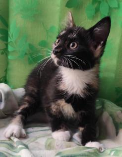 Verschmuste sehr anhängliche Main Coon Mix Babys