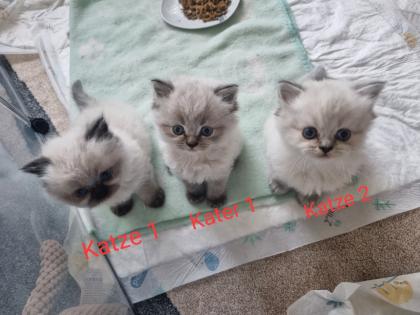 BLH/Ragdoll Kitten suchen ein liebevolles Zuhause