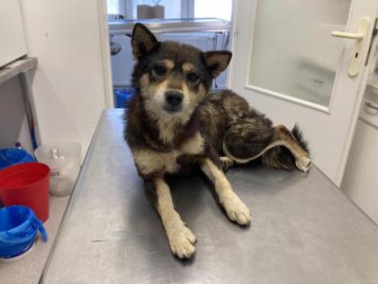 Yori freundliches Dreibein- Shiba Inu -Mix