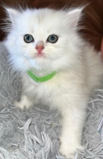 BLH Kitten ab dem 07. 07