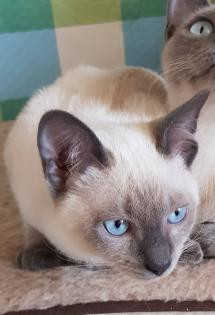 Siam / Thai Kitten Blue Point Babys Kätzchen. 1 Junge. Abgabebereit.
