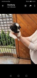 Bernadiener-Mix Welpen