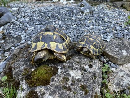 Zwei Eier legende griechische Landschildkröten abzugeben