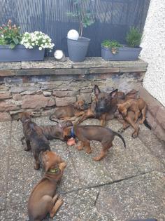 Malinois X Ridgeback