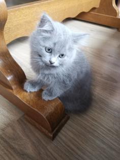 Chinchilla Perser Katze
