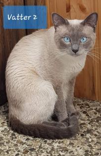 Siam / Thai Kitten Blue Point Babys Kätzchen. 1 Junge. Abgabebereit.