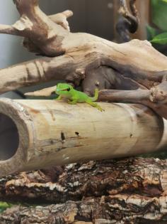 Madagaskar Taggecko Baby