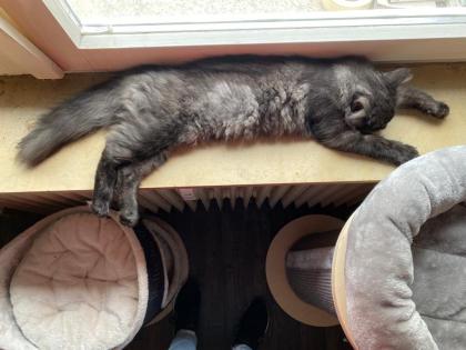 Maine Coon Mixe abzugeben
