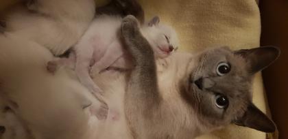 Siam / Thai Kitten Blue Point Babys Kätzchen