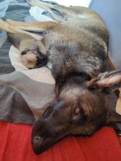 Malinois Welpen mit Ahnentafel